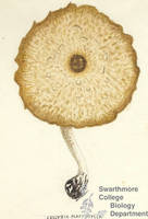 Botanical drawing of genus Collybia and species platyphylla