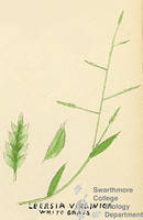 Botanical drawing of genus Leersia and species virginica