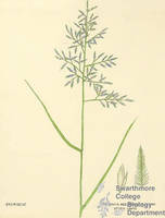 Botanical drawing of genus Eragrostis and species megastachya