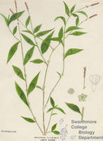 Botanical drawing of genus Polygonum and species persicaria