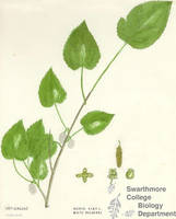 Botanical drawing of genus Morus and species alba