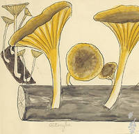 Botanical drawing of genus Clitocybe and species sp