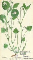 Botanical drawing of genus Viola and species striata