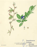 Botanical drawing of genus Vaccinium and species corymbosum