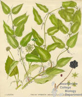 Botanical drawing of genus Smilax and species herbacea