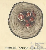 Botanical drawing of genus Herneola and species aricula-judae