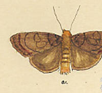 Botanical drawing of genus Glaea and species insula