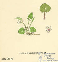 Botanical drawing of genus Viola and species pallens