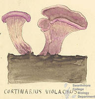 Botanical drawing of genus Cortinarius and species violaceus