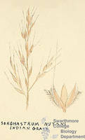 Botanical drawing of genus Sorghastrum and species nutans