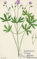 Botanical drawing of genus Geranium and species maculatum