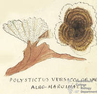 Botanical drawing of genus Polystictus and species versicolor