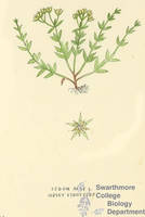 Botanical drawing of genus Sedum and species acre