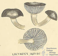 Botanical drawing of genus Lactarius and species indigo