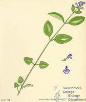 Botanical drawing of genus Scutellaria and species pilosa