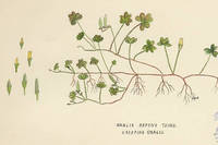 Botanical drawing of genus Oxalis and species repens