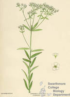Botanical drawing of genus Euphorbia and species corollata