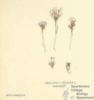 Botanical drawing of genus Obolaria and species virginica