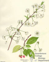 Botanical drawing of genus Prunus and species avium
