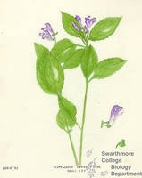 Botanical drawing of genus Scutellaria and species serrata