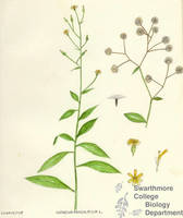 Botanical drawing of genus Hieracium and species paniculatum