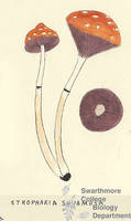 Botanical drawing of genus Stropharia and species squamosa