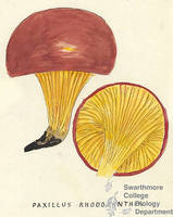 Botanical drawing of genus Paxillus and species rhodoxanthus