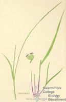 Botanical drawing of genus Paspalum and species pubescens