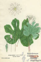 Botanical drawing of genus Sanguinaria and species canadensis