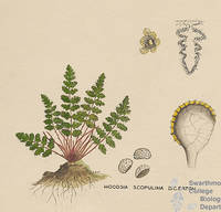 Botanical drawing of genus Woodsia and species scopulina
