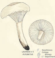Botanical drawing of genus Lactarius and species piperatus