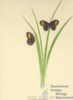 Botanical drawing of genus Satyrus and species alope