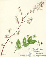 Botanical drawing of genus Vaccinium and species atrococcum
