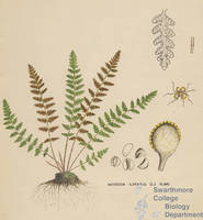 Botanical drawing of genus Woodsia and species ilvensis