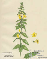 Botanical drawing of genus Gerardia and species flava