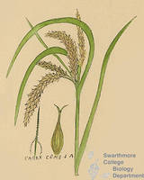 Botanical drawing of genus Carex and species comosa