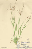 Botanical drawing of genus Luzula and species campestris