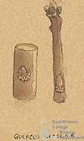 Botanical drawing of genus Quercus and species bicolor