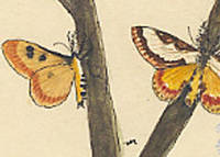 Botanical drawing of genus Euthisanotia and species grata