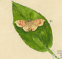 Botanical drawing of genus Eustroma and species diversilineata