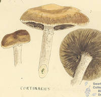 Botanical drawing of genus Cortinarius and species cinnamomeus