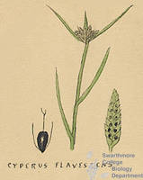 Botanical drawing of genus Cyperus and species flavescens