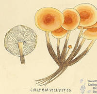 Botanical drawing of genus Collybia and species velupites
