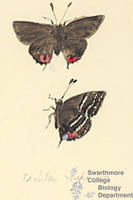 Botanical drawing of genus Techia and species melinus