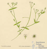 Botanical drawing of genus Stellaria and species graminea
