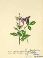 Botanical drawing of genus Epargyreus and species tityrus