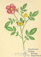Botanical drawing of genus Terias and species lisa