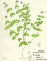 Botanical drawing of genus Cunila and species origanoides