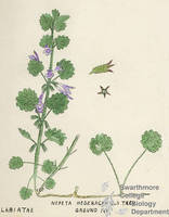 Botanical drawing of genus Nepeta and species hederacea