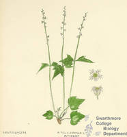 Botanical drawing of genus Mitella and species diphylla